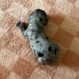 Boy 3 - male Cocker Spaniel puppy in Indiana from muddy boots cocker spaniels and cockapoos