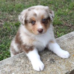 Jenny - Red merle female Australian Shepherd puppy in Falcon, Missouri from www.maubachranch.com
