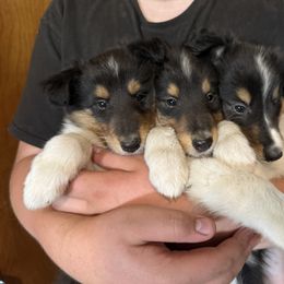 Collie Puppies from Little Apple Collies, Dazey, ND
