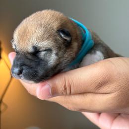 Turquoise - Red female Shiba Inu puppy in Elizabeth, New Jersey from Shiba Inu Loving Care