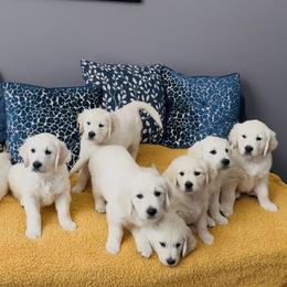 Golden Retriever Puppies from Hudsons Golden Retrievers
