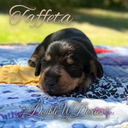 TAFFETA Half Russian Wire PET ONLY - Black and tan female Dachshund puppy in Alto, Texas from Double W Doxies