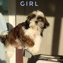 Allie - Red and white female Shih Tzu puppy in Doña Ana County, New Mexico from White Sands Shih Tzu's