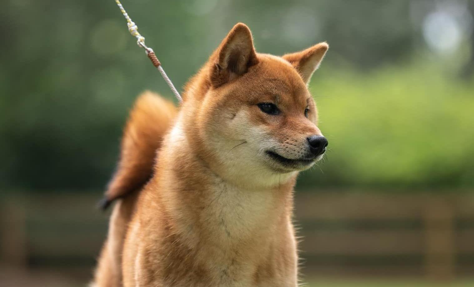 A Shiba Inu stands on a leash outside