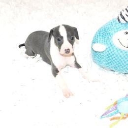 Gia Male 3 - Blue male Italian Greyhound puppy in Sparta Tn And Caryville Fl, Tennessee from Summerwind Kennel