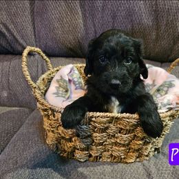 Purple - Black female Goldendoodle puppy in Stevens Point, Wisconsin from Dogs of Dewey Acres