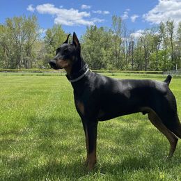 Doberman Pinscher All Grown Up from T.W. Dobermans of New Jersey