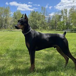 Doberman Pinscher All Grown Up from T.W. Dobermans of New Jersey