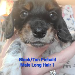 Black-Tan Piebald 1 - Piebald male Dachshund puppy in Washington C.H., Ohio from Long Duk Dachshunds
