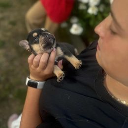 French Bulldog Puppies from Kismet French Bulldogs
