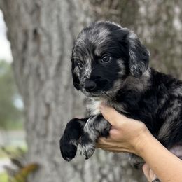 Cobalt - Merle Goldendoodle puppy in Bradenton, Florida from Doodle Acres