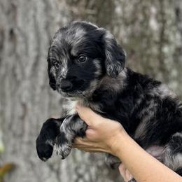 Cobalt - Merle Goldendoodle puppy in Bradenton, Florida from Doodle Acres