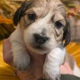 Girl 2 - Cream female Dachshund puppy in Romney, Indiana from Brown's Valley Dachshunds