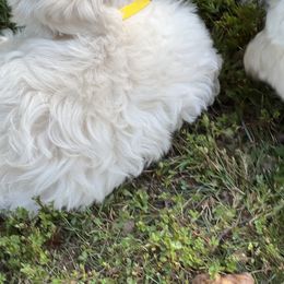 Coton de Tulear Puppies from Smoky Mountains Cotons