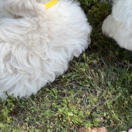 Coton de Tulear Puppies from Smoky Mountains Cotons