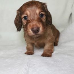 Penny - Red female Dachshund puppy in Texarkana, Texas from Lolo&CoDachshunds