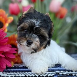 Girl 1 - Black tan and white female Biewer Terrier puppy in Lathrop, California from Forever Charmed