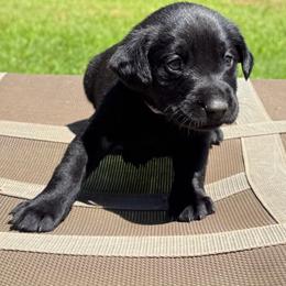 Cinnamon Roll - Black female Labrador Retriever puppy in Abbeville, South Carolina from Long Cane Retrievers LLC