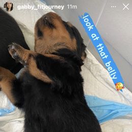Rottweiler Puppies from GrowlHausRotts
