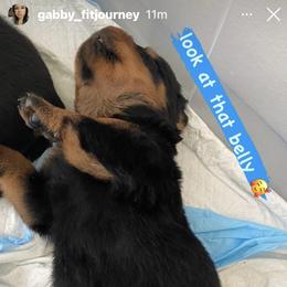 Rottweiler Puppies from GrowlHausRotts