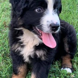 Australian Shepherds, German Shepherds, and Scottish Terriers from Stamper K9’s