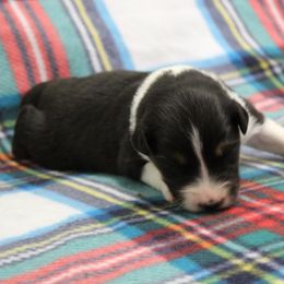 Nora - Black tri-color female Australian Shepherd puppy in Kansas, Oklahoma from Windy G Farm