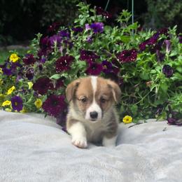 Black Collar Male - Red male Pembroke Welsh Corgi puppy in Tenino, Washington from LoneStar Corgis NW