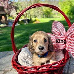 King - Cream male Dachshund puppy in Rochester Hills, Michigan from Holiday Dachshunds