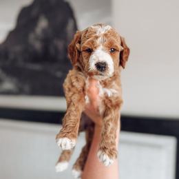 Olive - Apricot female Goldendoodle puppy in Billings, Montana from Montana Raised Doodles