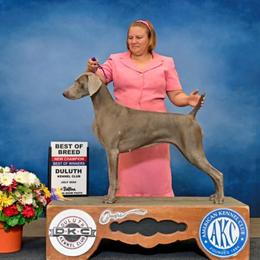 Angel - Weimaraner