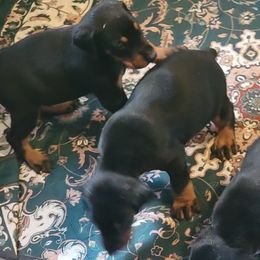 Boy 2L - Black and rust male Doberman Pinscher puppy in Vale, North Carolina from Von Katzenstein Kennel