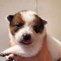 Girl 2 - Red mottled female Australian Cattle Dog puppy in Lenoir, North Carolina from Blue Coyote Ranch