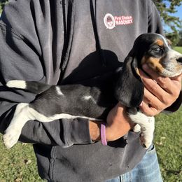 Boy 1 - Black brown and white male Basset Hound puppy in Hudson, Michigan from Bachman’s Kennel