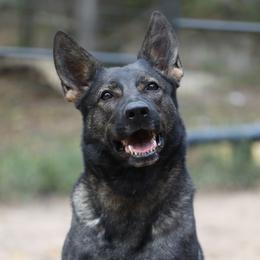 Ebbie - German Shepherd