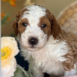 Nicolas - Parti male Goldendoodle puppy in Yuciapa, California from AlltheDoodlez_