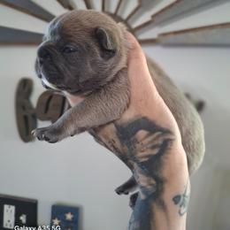 Blue fawn male - Fawn male Great Dane puppy in Norwalk, Ohio from Swanger Danes