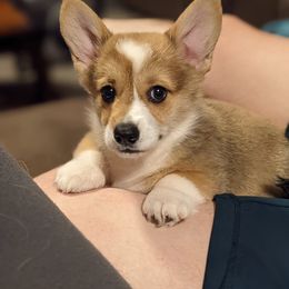Pembroke Welsh Corgi Puppies from Trapman Corgi's