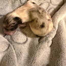 Dapple Piebald - Dapple male Dachshund puppy in Irving, Texas from DFW Dachshunds by G & S