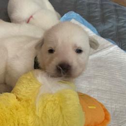 German Shepherd Puppies from Diamond White German Shepherds