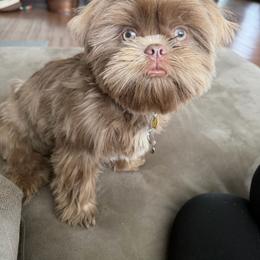 Paisley - Lilac female Shih Tzu puppy in Connersville, Indiana from Royal Blossom Shihtzus