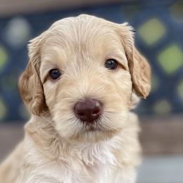 Boy 2 - Australian Labradoodle puppy in Wewahitchka, Florida from Stony Brook Australian Labradoodles, LLC