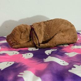 Halloween Series - Apricot female Goldendoodle puppy in Houston, Texas from Were The Mack'Doodles Mack’Poodles