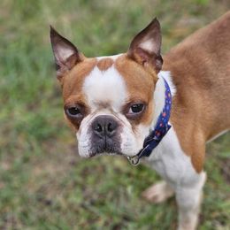 Boston Terriers from The Bostons of Twisted Anchor Farms