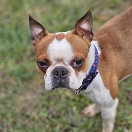 Boston Terriers from The Bostons of Twisted Anchor Farms