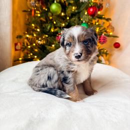 Miniature American Shepherd and Miniature Australian Shepherd Puppies from Sugartop Minis