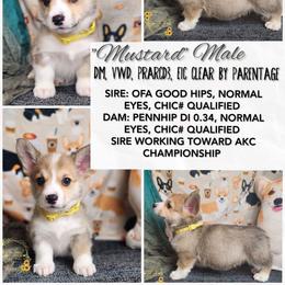 Mustard DM CLEAR - Sable male Pembroke Welsh Corgi puppy in Idaho from Arrowleaf Corgis