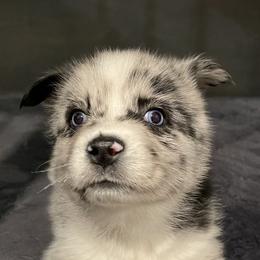 Pomeranian and Pomsky Puppies from Illinois Pomsky and Pomeranian