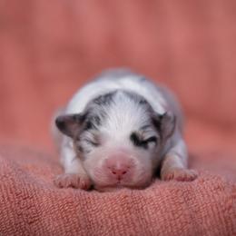 Spell - Blue merle female Australian Shepherd puppy in Weatherford, Texas from Ridgestar Aussies