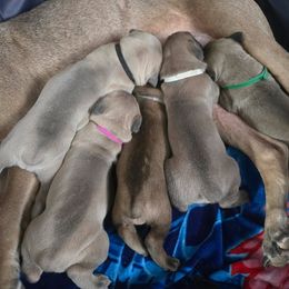 Cane Corso Puppies from Stone Cane Corso
