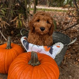 Boy 2 - Red  Goldendoodle puppy in San Diego, California from De Luna Doodles